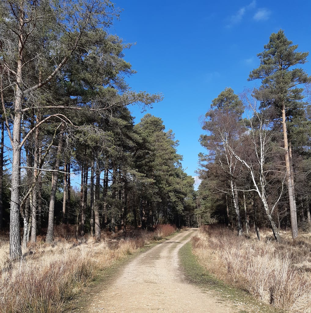 from Ladycross inclosure
