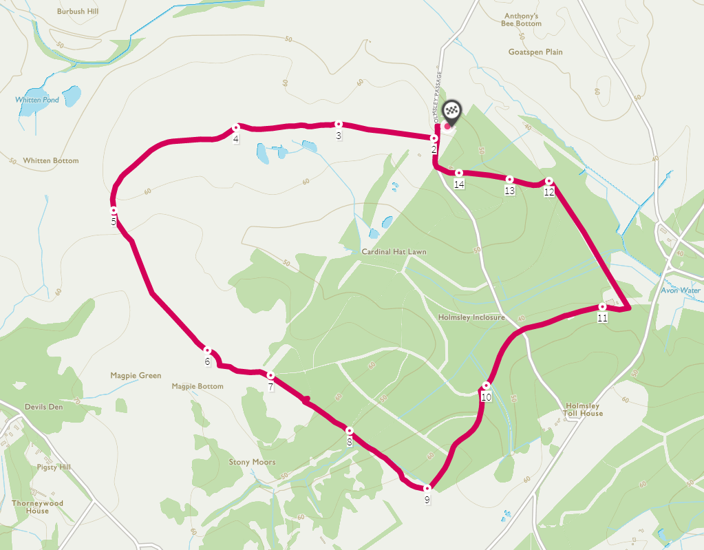 Holmsley woods
