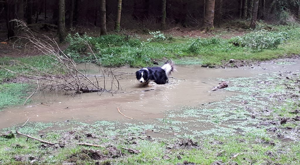 Cwtch Collie in a slimy bog