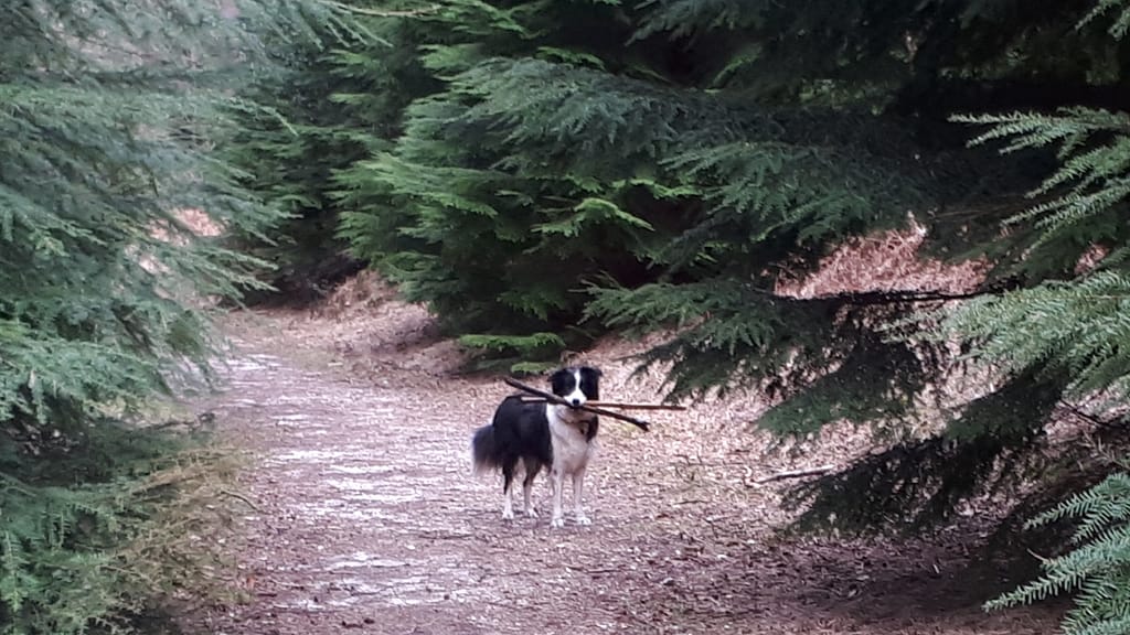 Cwtch Collie at work