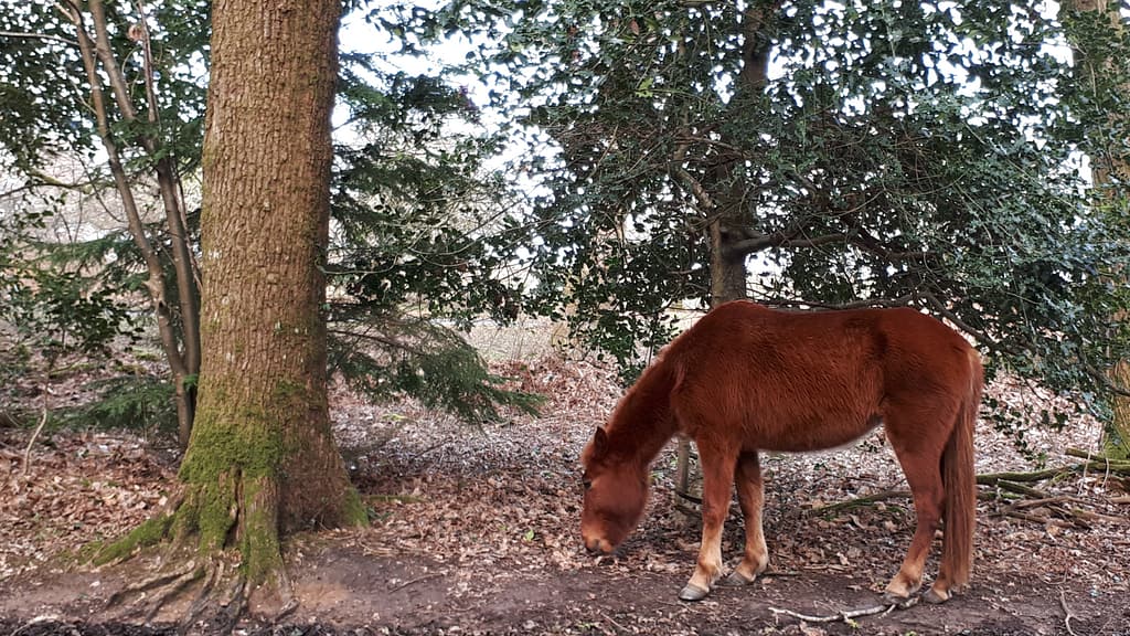 New Forest pony