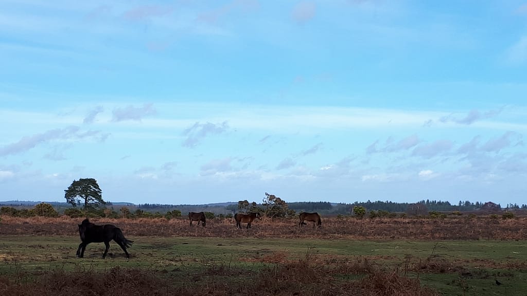 New Forest ponies on Broadley plain
