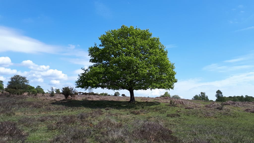 tree near Wootton Bridge