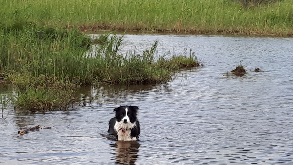 Cwtch Colli in the pond at Longslade