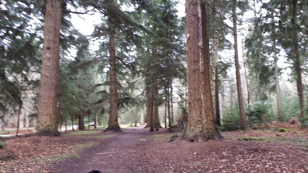 conifers and firs