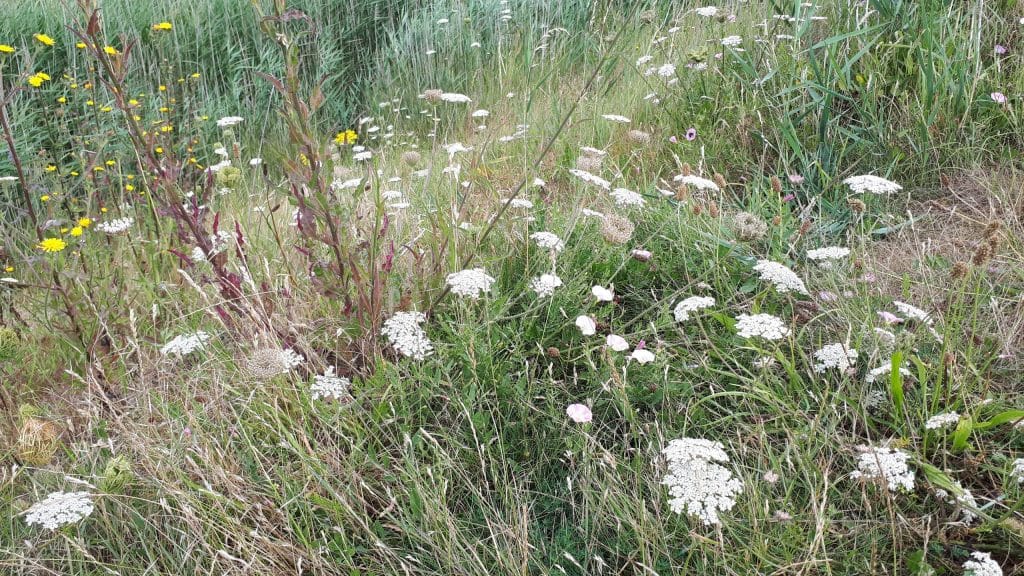 meadow flowers in summer along Hurst Spit