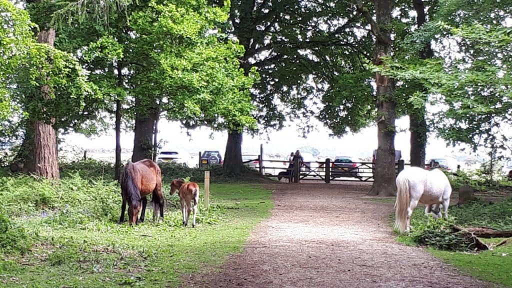 ponies by the car park