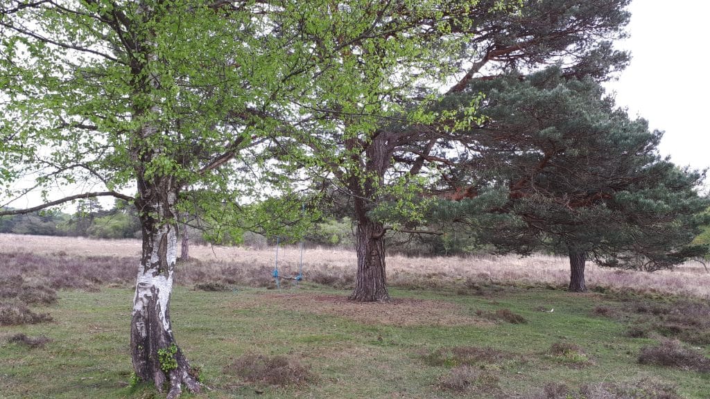 swing on the yew trees