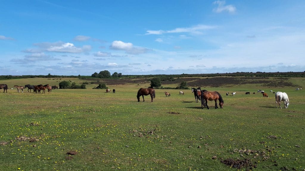 Longslade Bottom's ponies