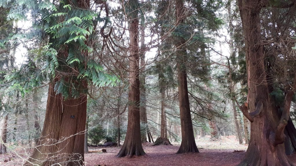 redwoods