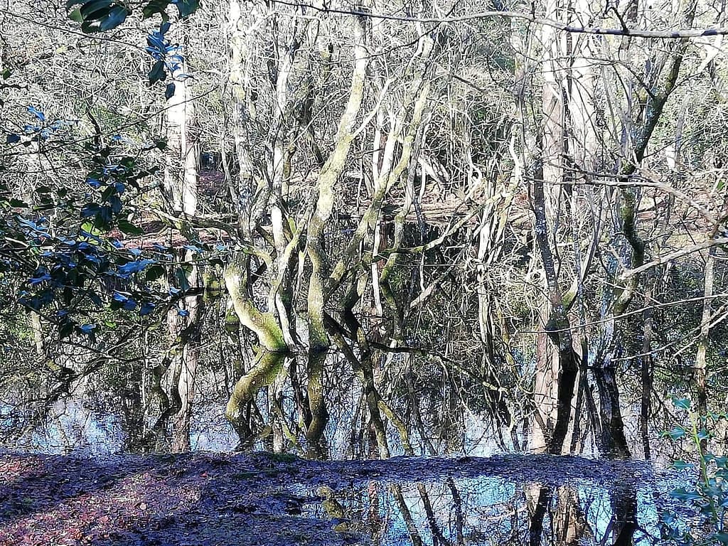 Hinchelsea woods