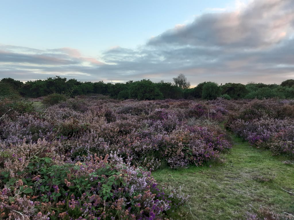 Setley heath heather