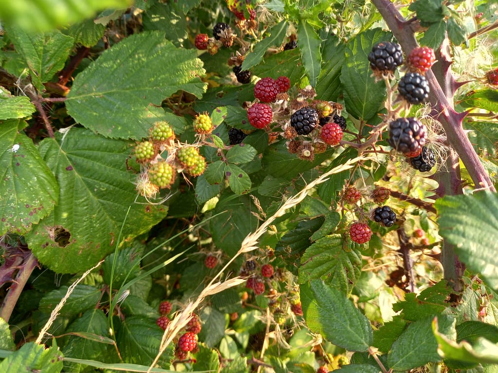 blackberries