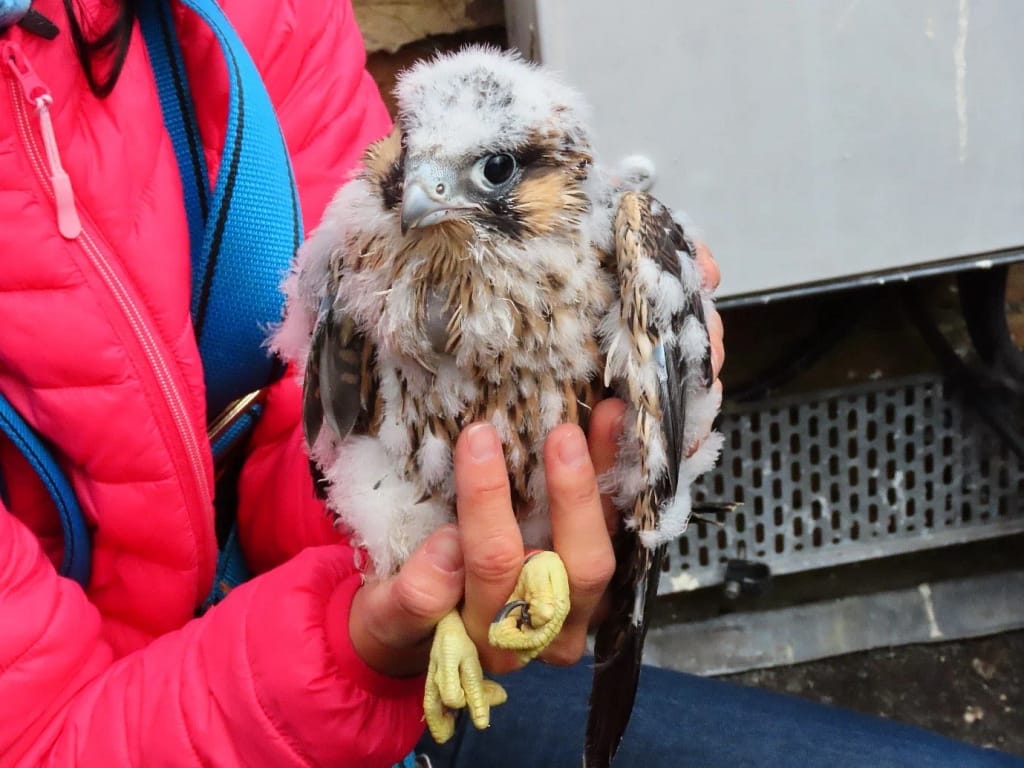 peregrine chick