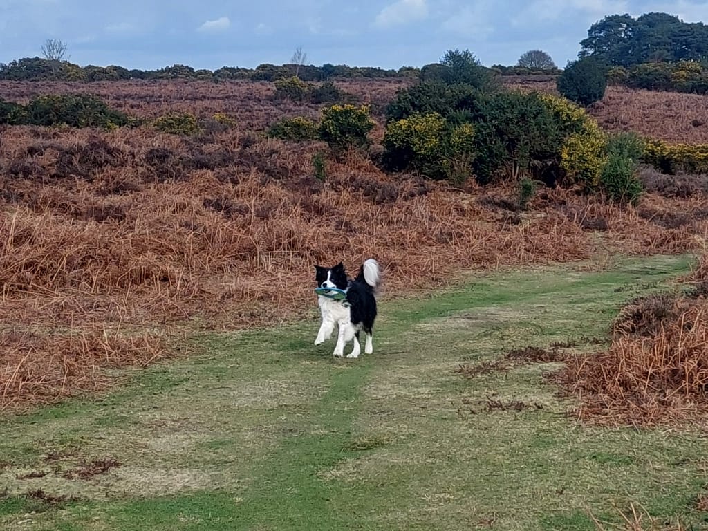 Cwtch with frisbee
