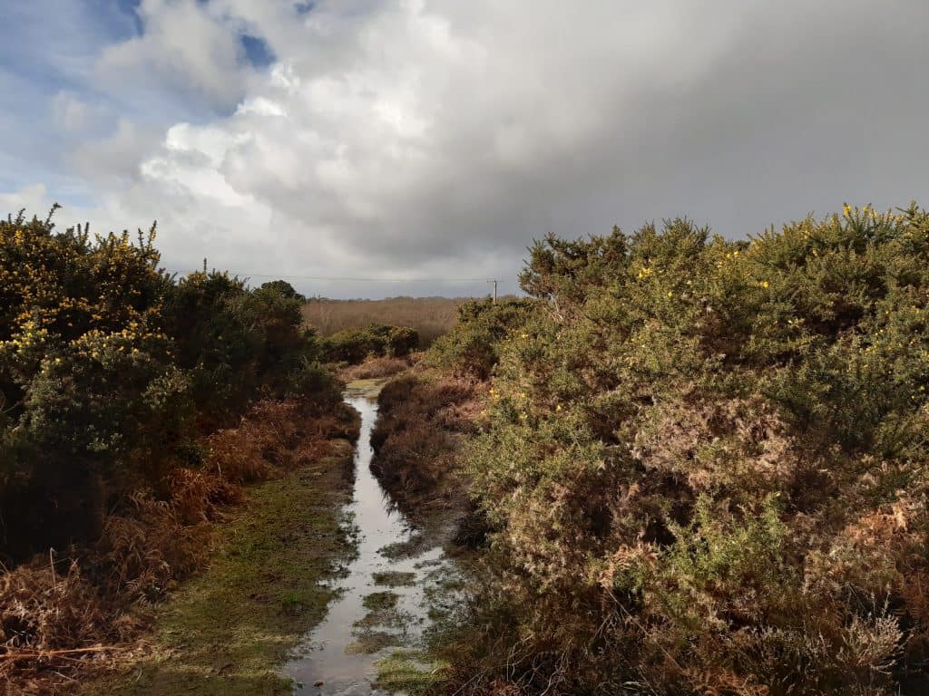boggy pathways
