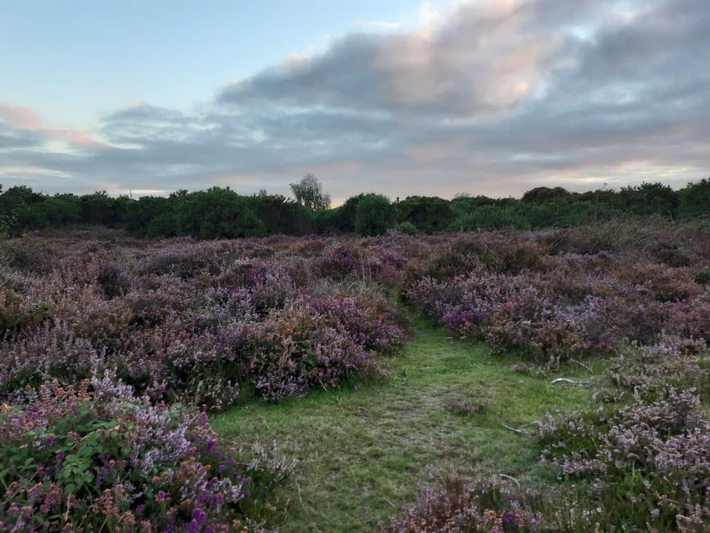 New Forest heather on a September evening
