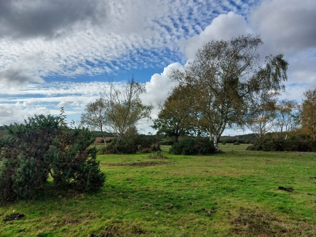 mixed vegetation