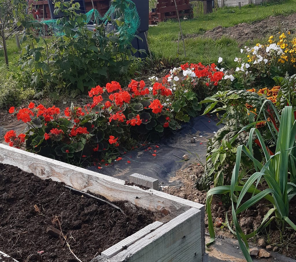 crazy geraniums