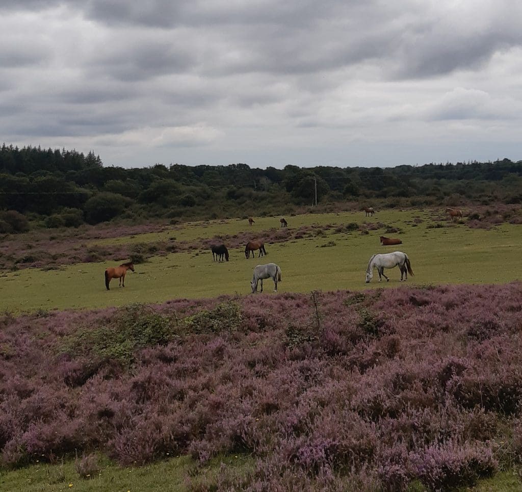 ponies at bottom of Hag Hill