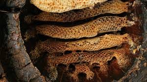 old beekeeping inside skep