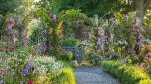 Mottisfonr rose gardne