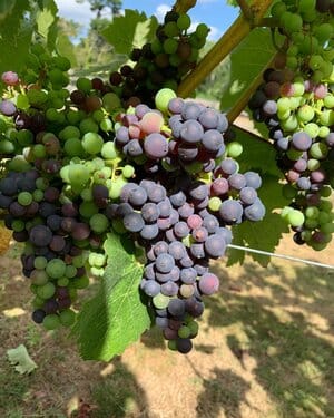 grapes at marlings