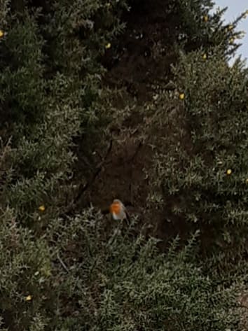 robin near Burley woods