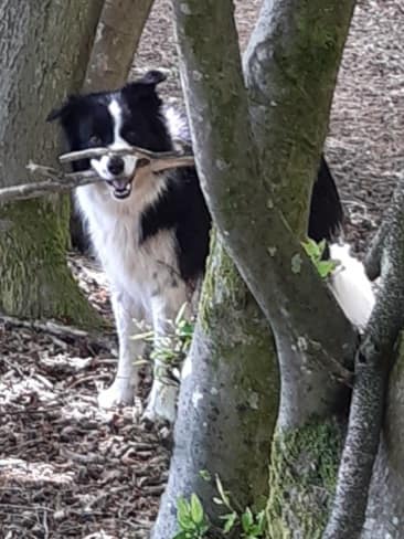 cwtch Collie