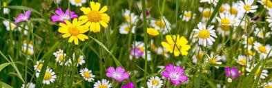 wildflowers