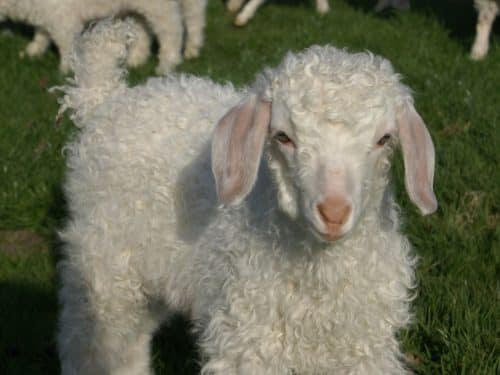 mohair kid