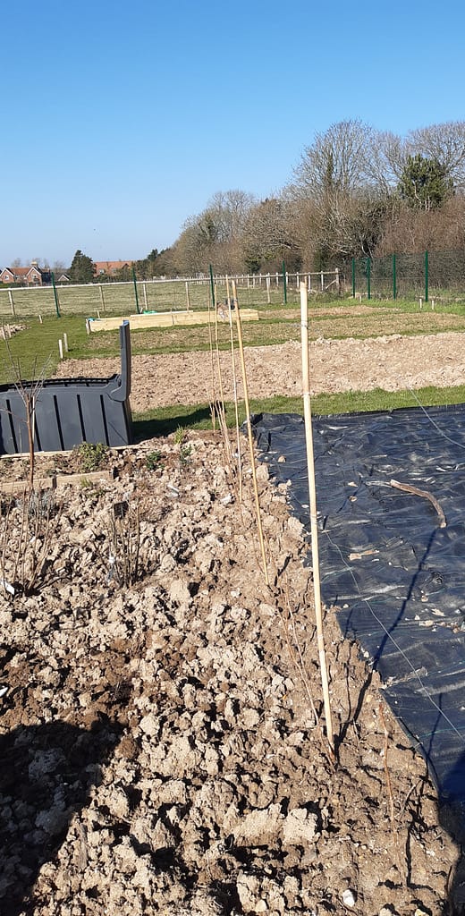 fruit area coming along