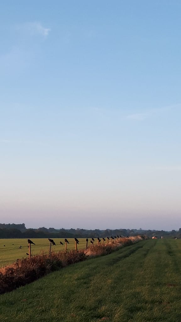 crows along the field above the beach