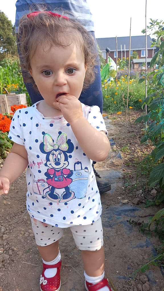 where are my raspberries going?