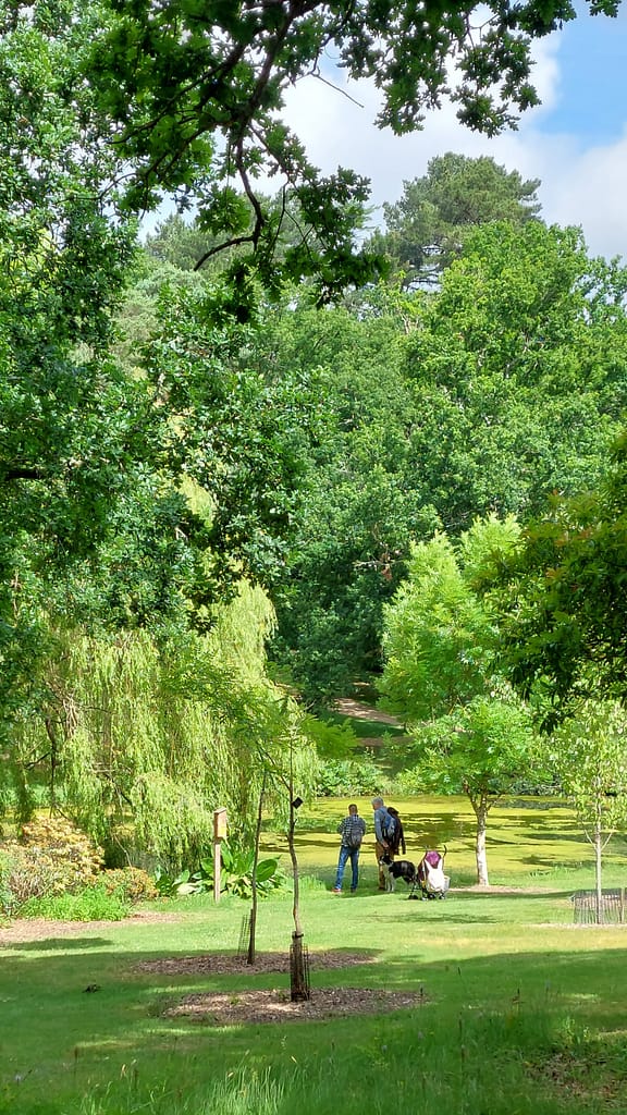 summer at Exbury