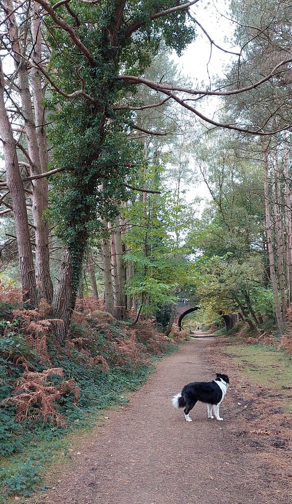 Cwtch Collie on track