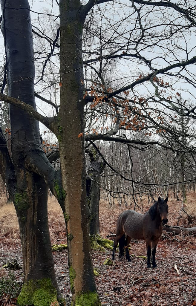new Forest pony