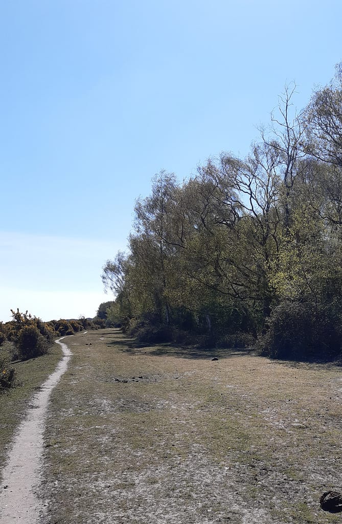 clear paths to follow onto the heath