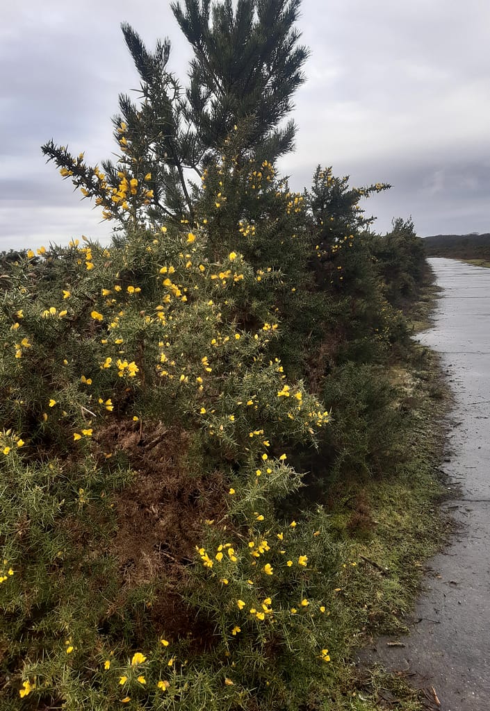 gorse in flower