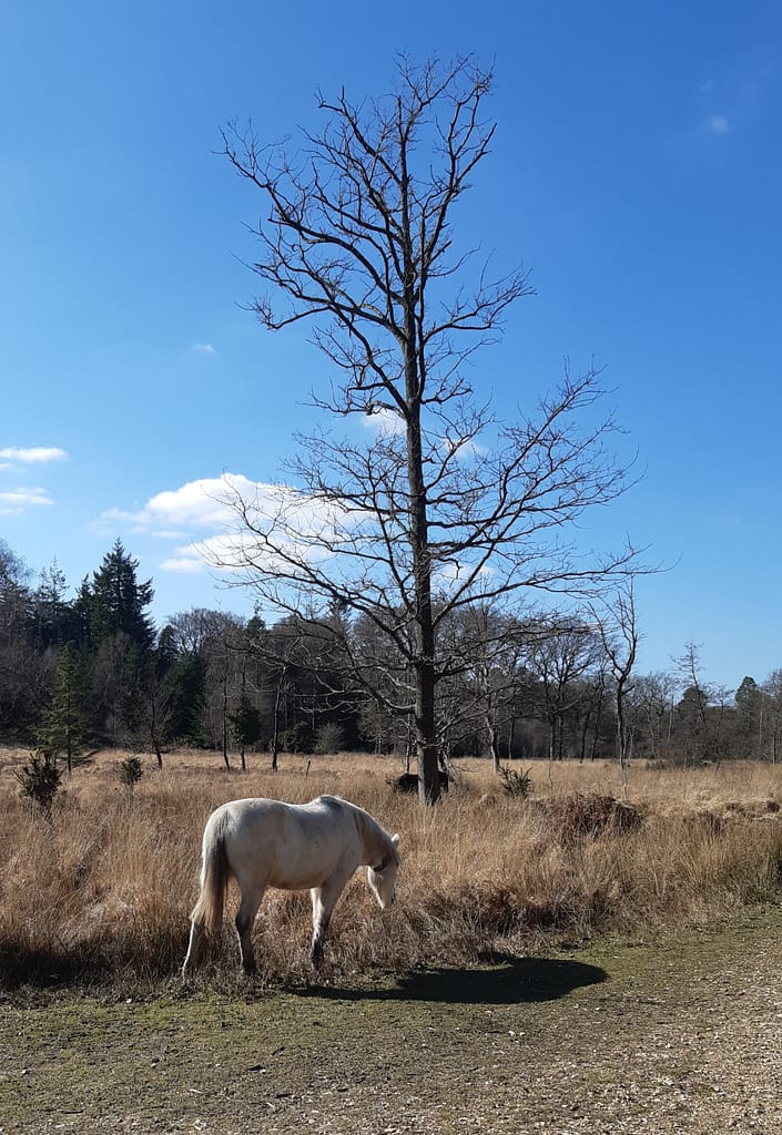 New Forest pony