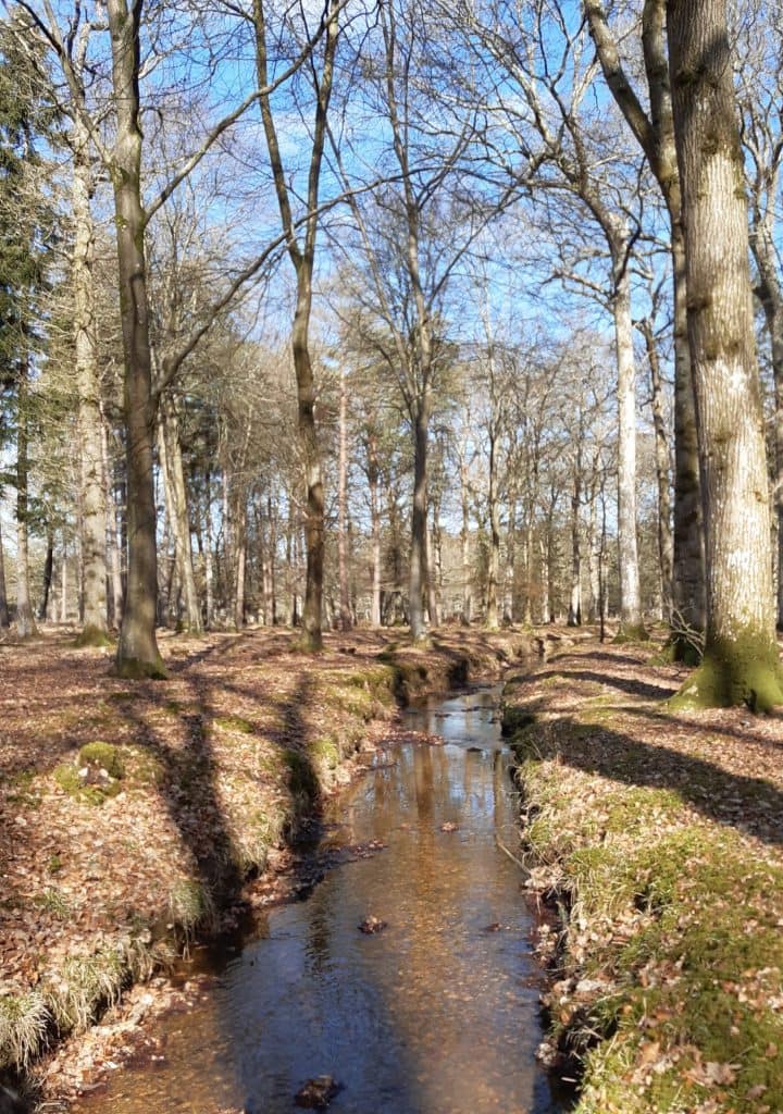 stream in Frame woods