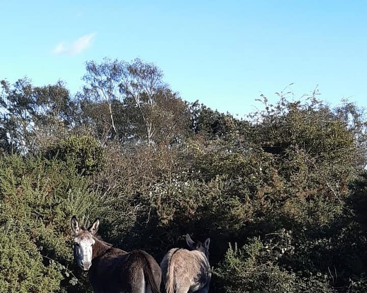 a favourite place for donkeys
