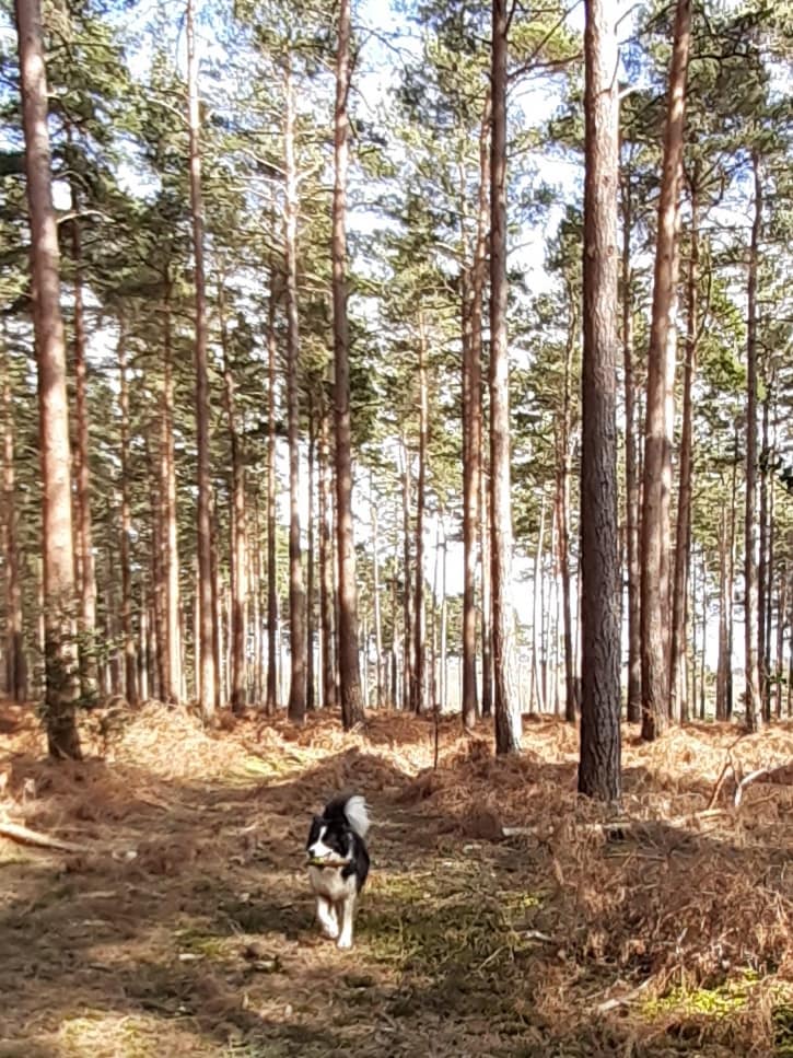 Cwtch Collie in conifer wood