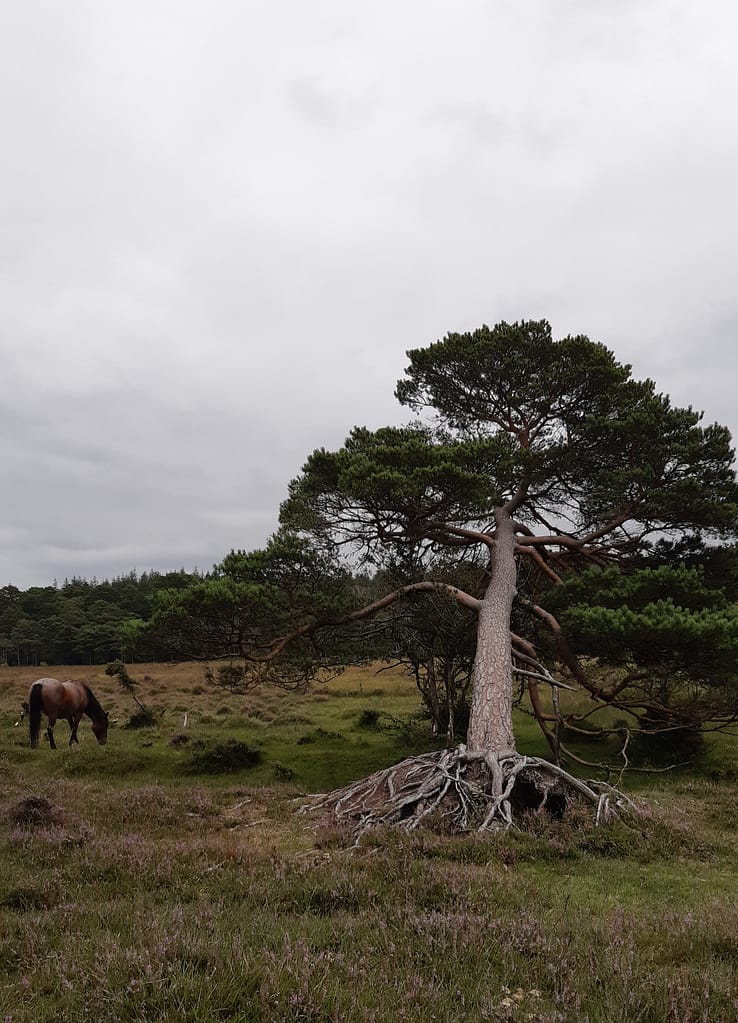 fallen yew