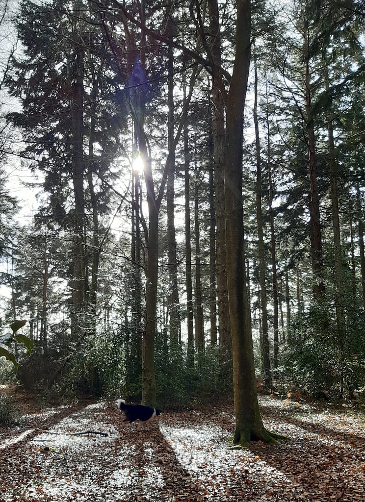 winter sunlight at Norley Wood
