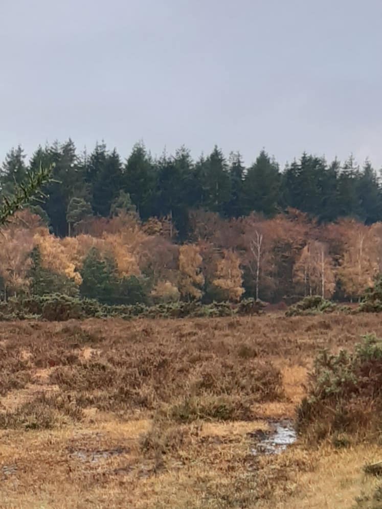 towards Norleywood Inclosure