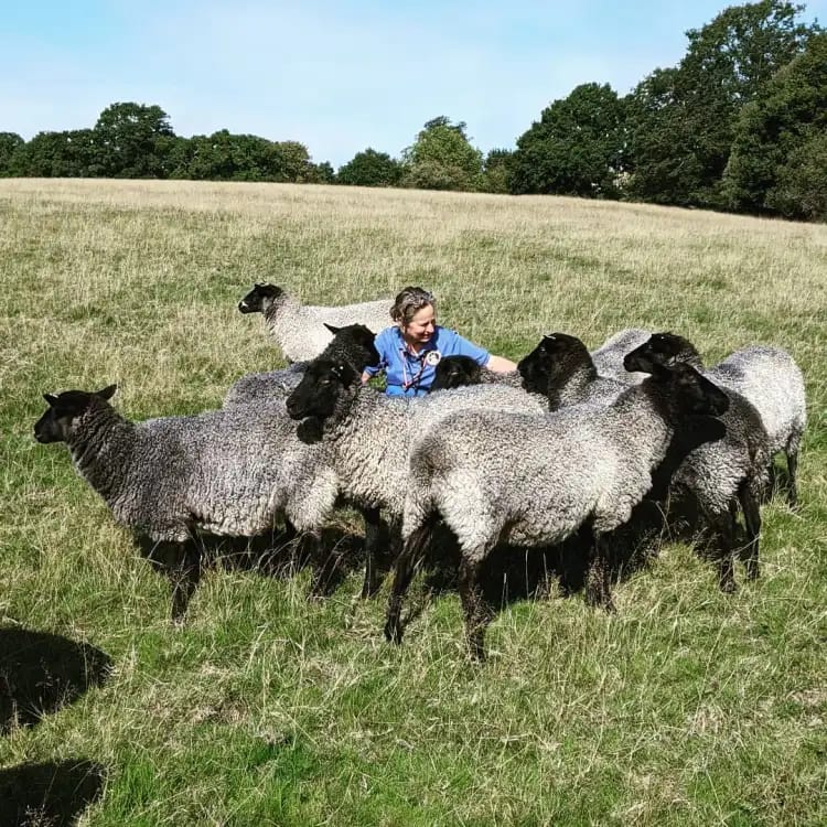 hollyhock flock