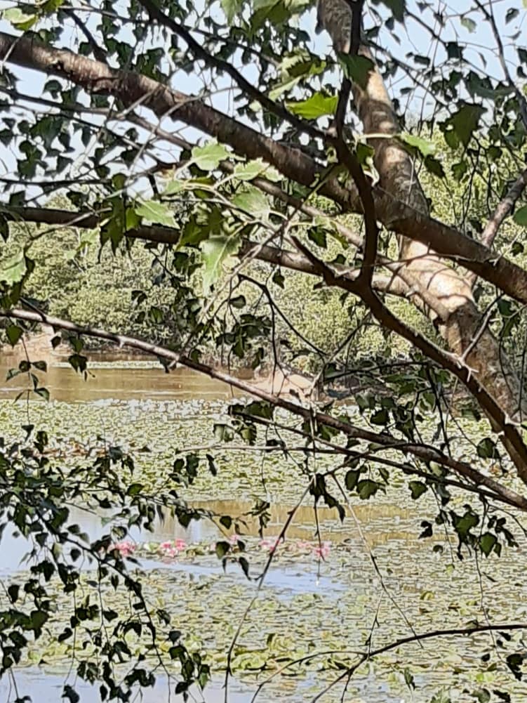 waterlilies on Setley pond