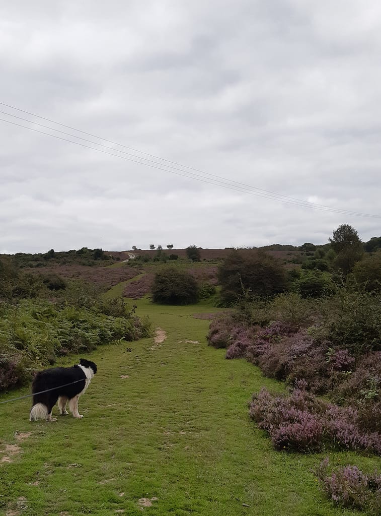 Cwtch Collie on one of many paths