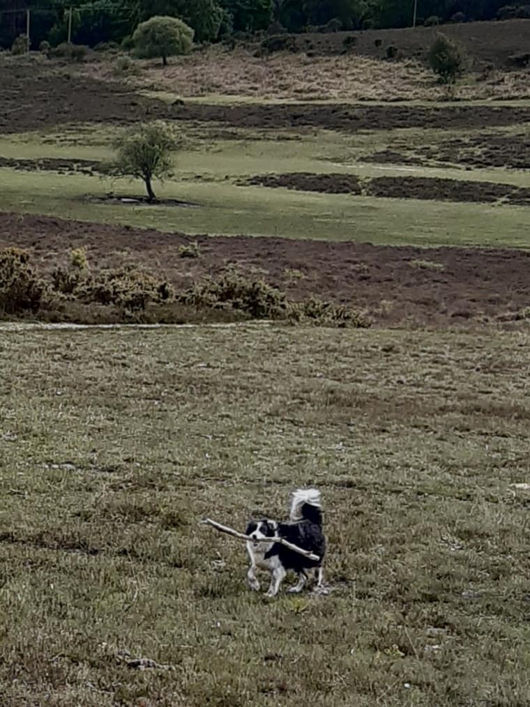 Cwtch Collie working hard